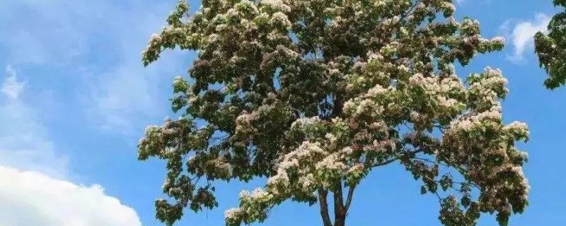 楸树有什么寓意(楸树的寓意的风水作用)