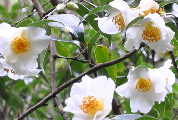 野生山茶花图片和功效