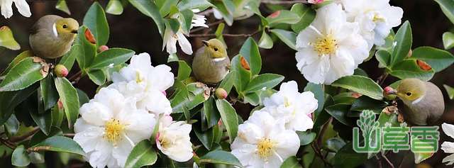 山茶花花语及代表意义