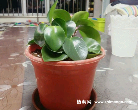 豆瓣绿叶子变软怎么办，3种原因和处理方法