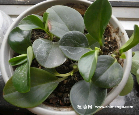 豆瓣绿叶子变软怎么办，3种原因和处理方法
