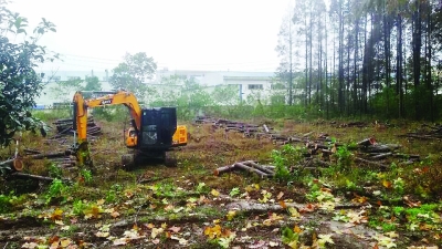 东西湖区千余棵水杉被伐 曾是当地最美的乡间公路