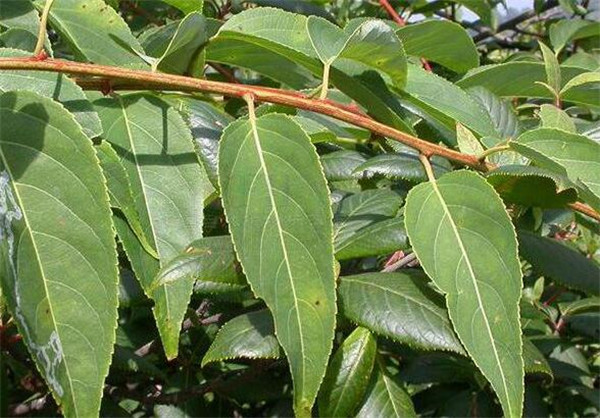 雷公藤的功效与作用 雷公藤种植效益和方法