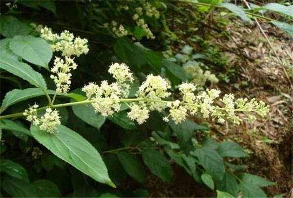 雷公藤的功效与作用 雷公藤种植效益和方法