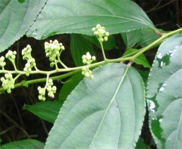 雷公藤的功效与作用 雷公藤种植效益和方法