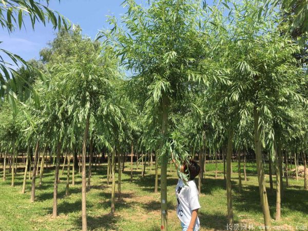 黄金柳花语是什么？