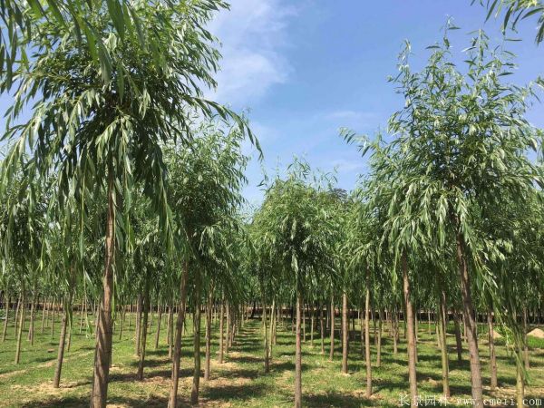 黄金柳花语是什么？