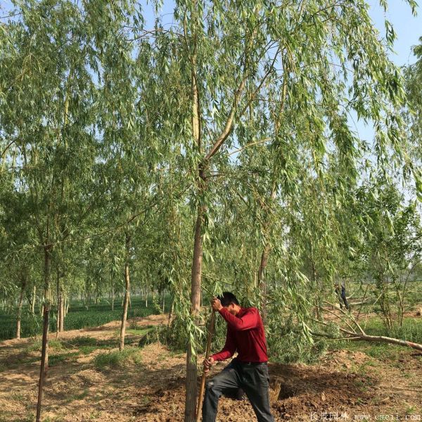 黄金柳花语是什么？