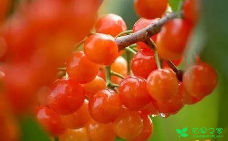恩桃红了！2018四川最全樱桃采摘清单！拿走不谢！蒲江樱桃节蒲江光明乡泸定红樱桃简阳樱桃节简阳樱桃沟青白江樱桃节清泉镇五桂村+快乐村崇州樱桃沟仁寿仁寿县文林镇吊庆社区仁寿县文林镇蜂蜜乡仁寿县杨柳镇沙子湾没有樱桃节也超级巴适的小众樱桃采摘地资阳晏家坝洛带金龙村龙泉红花村海窝子古镇双流太平镇小堰村金堂隆盛镇彭州葛仙山眉山桂花湖攀枝花·米易雅安汉源凉山樟木乡角半村复兴镇
