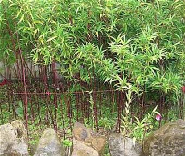红竹的作用和功效有哪些 中国十大名贵竹子是什么