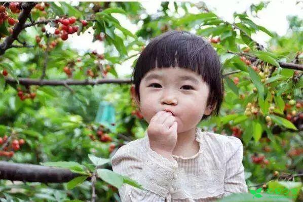 恩桃红了！2018四川最全樱桃采摘清单！拿走不谢！蒲江樱桃节蒲江光明乡泸定红樱桃简阳樱桃节简阳樱桃沟青白江樱桃节清泉镇五桂村+快乐村崇州樱桃沟仁寿仁寿县文林镇吊庆社区仁寿县文林镇蜂蜜乡仁寿县杨柳镇沙子湾没有樱桃节也超级巴适的小众樱桃采摘地资阳晏家坝洛带金龙村龙泉红花村海窝子古镇双流太平镇小堰村金堂隆盛镇彭州葛仙山眉山桂花湖攀枝花·米易雅安汉源凉山樟木乡角半村复兴镇