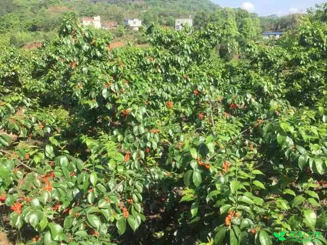 恩桃红了！2018四川最全樱桃采摘清单！拿走不谢！蒲江樱桃节蒲江光明乡泸定红樱桃简阳樱桃节简阳樱桃沟青白江樱桃节清泉镇五桂村+快乐村崇州樱桃沟仁寿仁寿县文林镇吊庆社区仁寿县文林镇蜂蜜乡仁寿县杨柳镇沙子湾没有樱桃节也超级巴适的小众樱桃采摘地资阳晏家坝洛带金龙村龙泉红花村海窝子古镇双流太平镇小堰村金堂隆盛镇彭州葛仙山眉山桂花湖攀枝花·米易雅安汉源凉山樟木乡角半村复兴镇