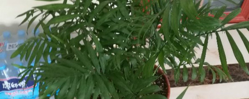 夏威夷竹子叶子发黄怎么办