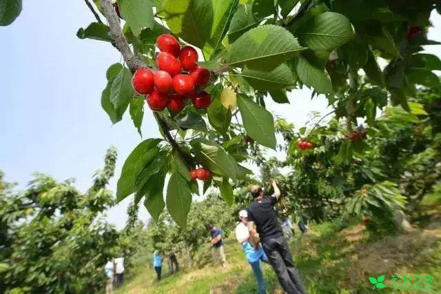 恩桃红了！2018四川最全樱桃采摘清单！拿走不谢！蒲江樱桃节蒲江光明乡泸定红樱桃简阳樱桃节简阳樱桃沟青白江樱桃节清泉镇五桂村+快乐村崇州樱桃沟仁寿仁寿县文林镇吊庆社区仁寿县文林镇蜂蜜乡仁寿县杨柳镇沙子湾没有樱桃节也超级巴适的小众樱桃采摘地资阳晏家坝洛带金龙村龙泉红花村海窝子古镇双流太平镇小堰村金堂隆盛镇彭州葛仙山眉山桂花湖攀枝花·米易雅安汉源凉山樟木乡角半村复兴镇