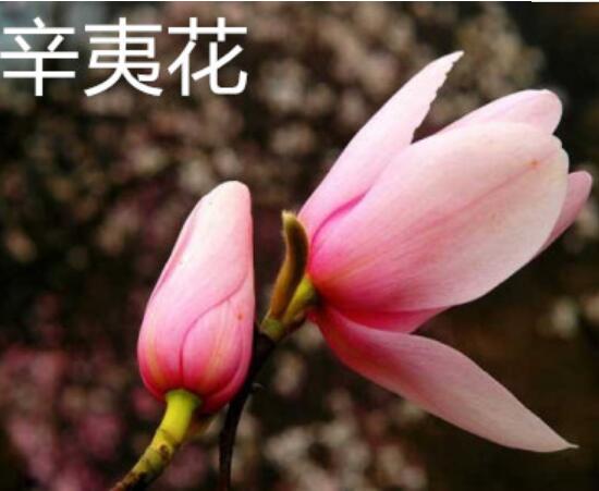 辛夷花和玉兰花的区别