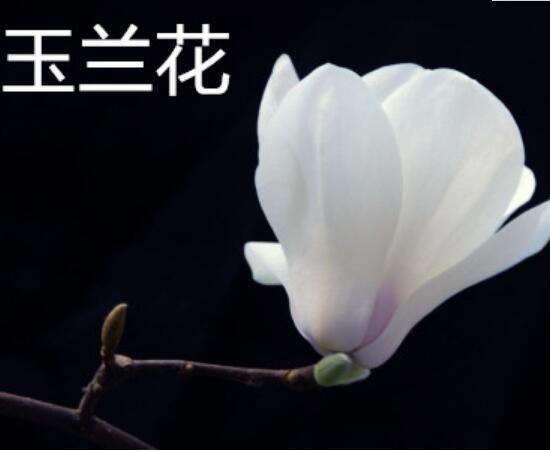 辛夷花和玉兰花的区别