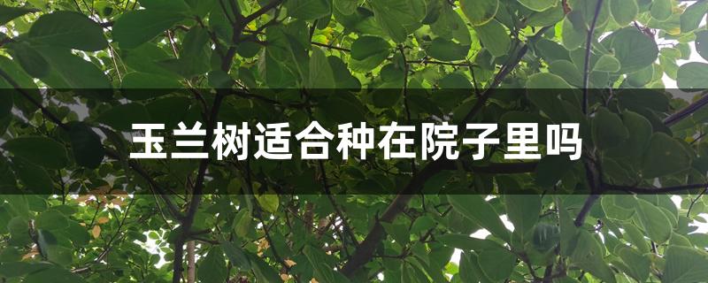 玉兰树适合种在院子里吗