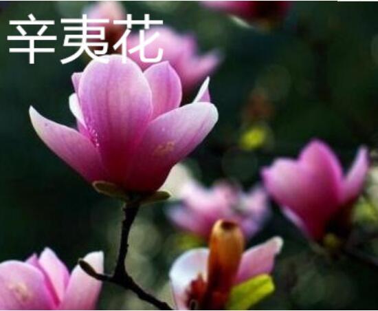 辛夷花和玉兰花的区别