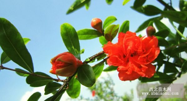 如何提高石榴花果期管理