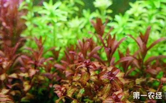 红丁香水草好养吗？红丁香水草繁殖方法