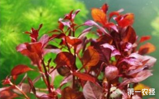 红丁香水草好养吗？红丁香水草繁殖方法