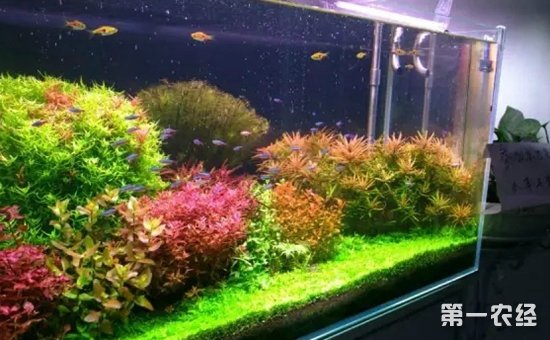 红丁香水草好养吗？红丁香水草繁殖方法