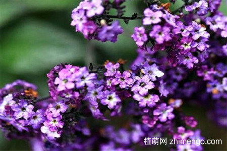 香水草怎么养，香水草的养殖方法和注意事项