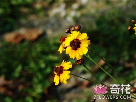 蛇目菊怎么播种繁殖