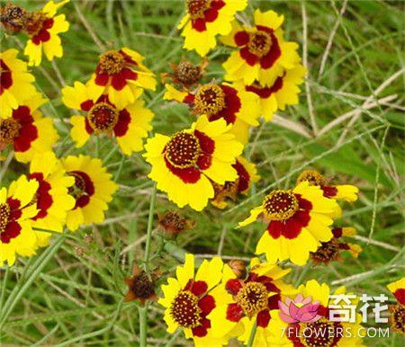 蛇目菊怎么播种繁殖