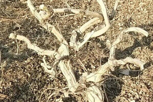 枸杞盆景价格是多少钱一盆？种植方法有哪些？