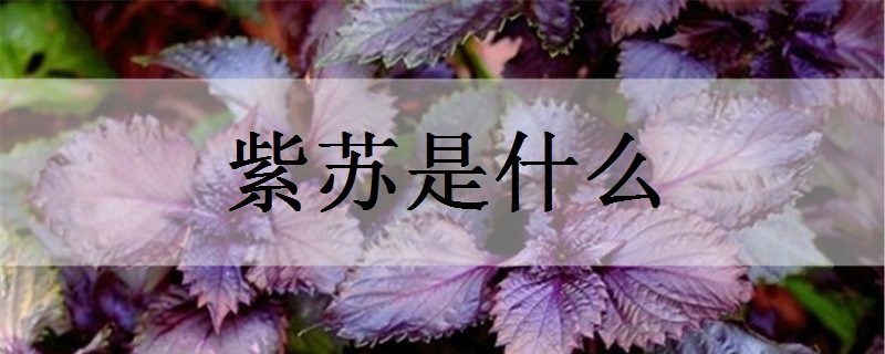 紫苏是什么 有什么功效与作用