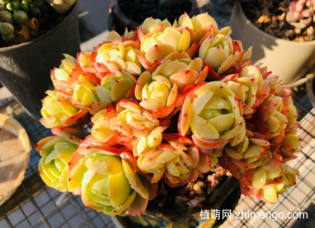 碧桃多肉老桩造型图片