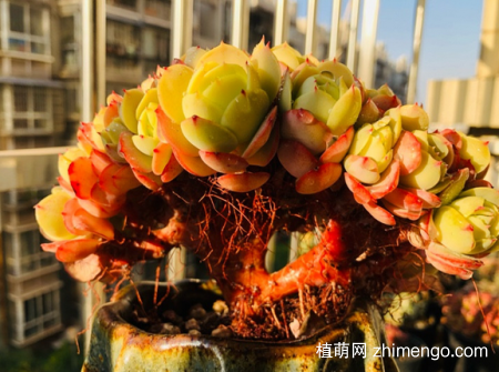 碧桃多肉老桩造型图片