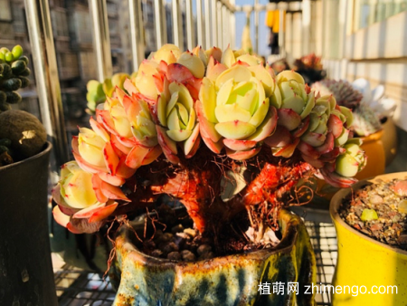 碧桃多肉老桩造型图片