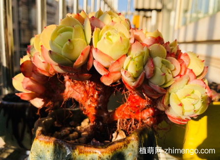 碧桃多肉老桩造型图片