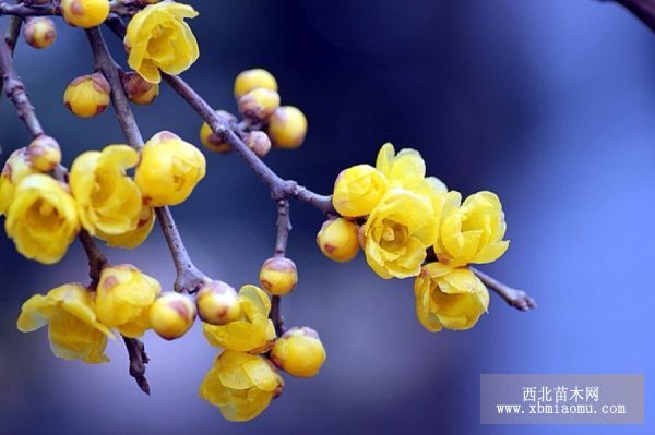 让蜡梅多开花的方法