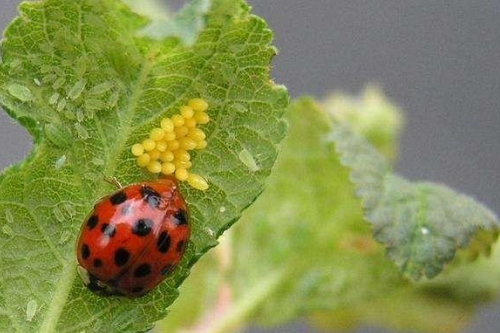 蔬菜蚜虫，种类多、繁殖快、危害大，这样防治实现蔬菜生产无公害