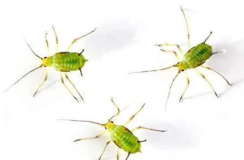 蔬菜蚜虫，种类多、繁殖快、危害大，这样防治实现蔬菜生产无公害
