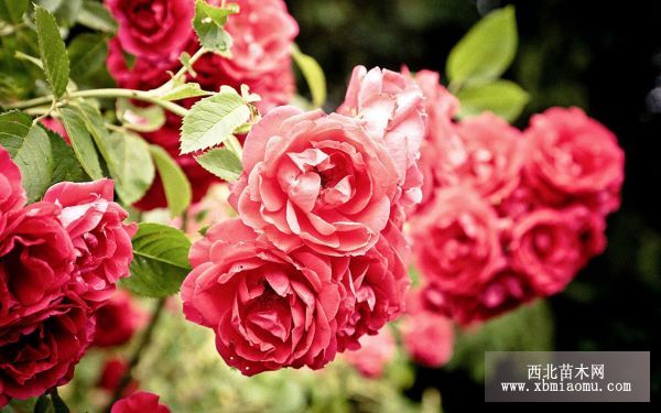 蔷薇科（Rosaceae）的介绍