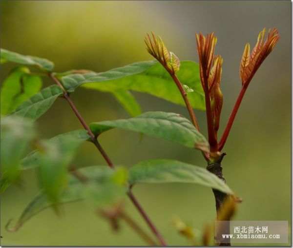 香椿芽贮藏保鲜技术