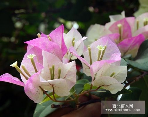 三角花的常见病虫害
