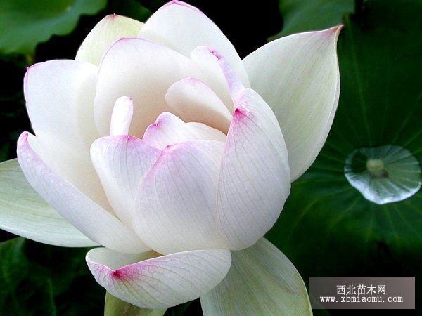 荷花怎样进行养殖