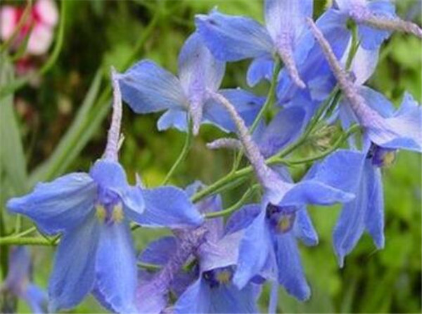 小飞燕怎么养 小飞燕花期多长