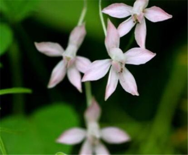 小飞燕怎么养 小飞燕花期多长