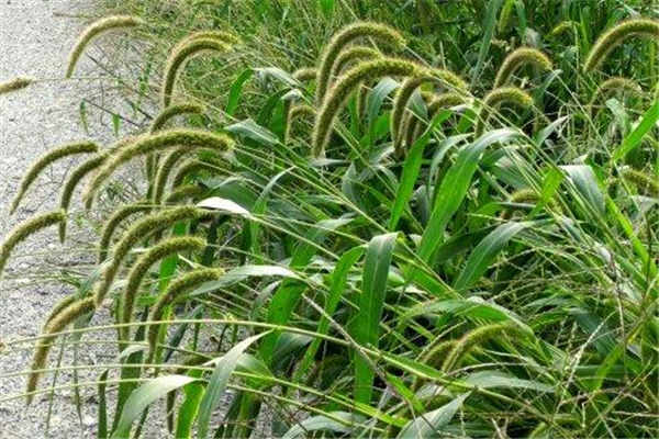2020属兔的今年多大 幸运植物和幸运花是什么