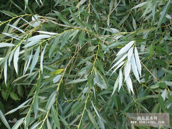 白柳栽培技术
