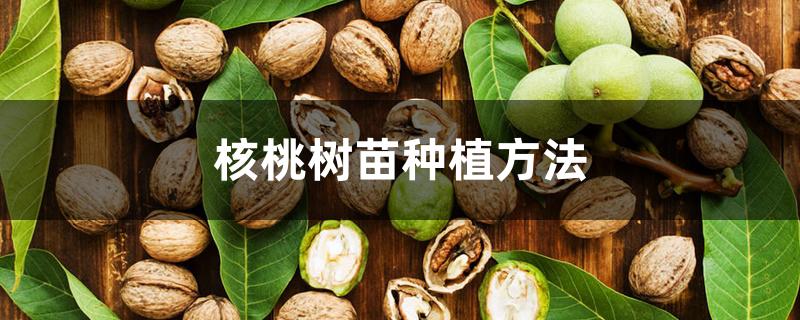 核桃树苗种植方法