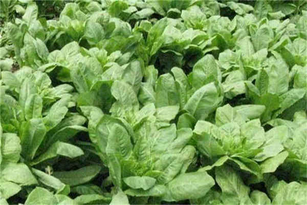 莴笋种植最佳时间和方法及注意事项 什么季节播种好