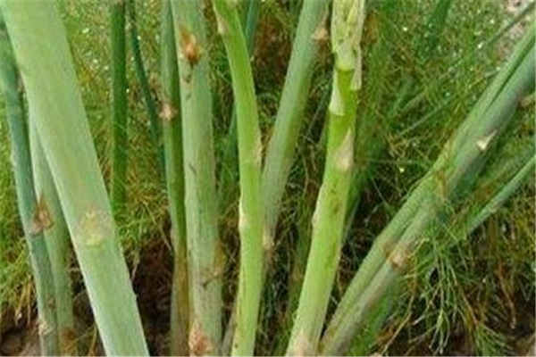 芦笋种植最佳时间和方法及注意事项 什么季节播种好