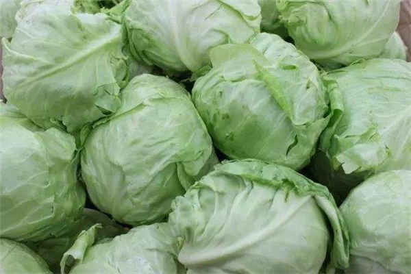 包菜种植最佳时间和方法及注意事项 什么季节播种好